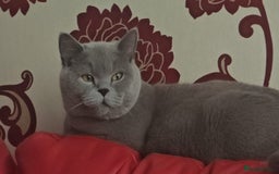 British Shorthair cats for sale: GCCF BSH Kittens pet homes only  - Image 3