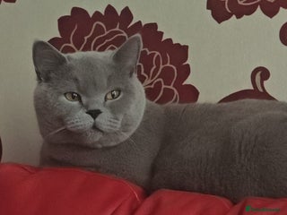 British Shorthair cats - Advert 25