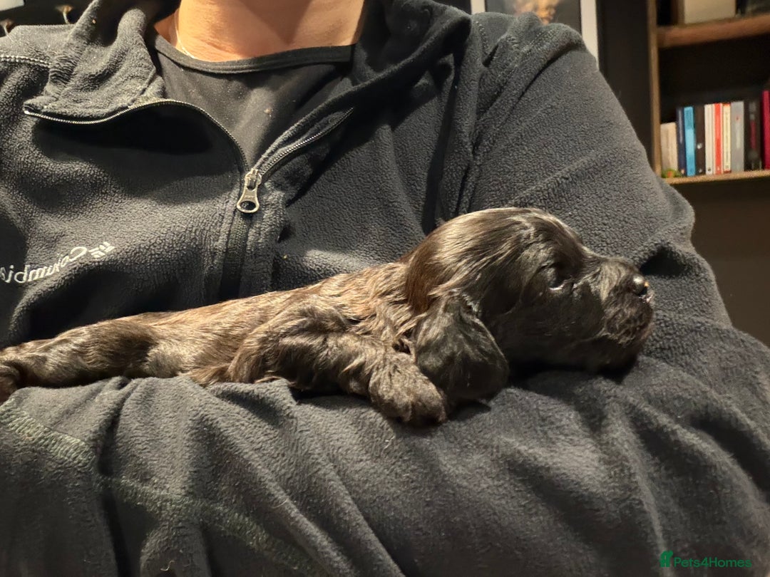 Cavapoo dogs for sale: Cavapoo (Cavalier Backcross) Puppies - Image 18