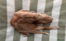 Cocker Spaniel dogs for sale: Beautiful Cocker Spaniel Puppies - Advert 10