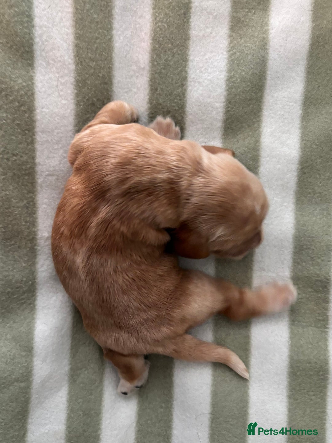 Cocker Spaniel dogs for sale: Beautiful Cocker Spaniel Puppies - Advert 10