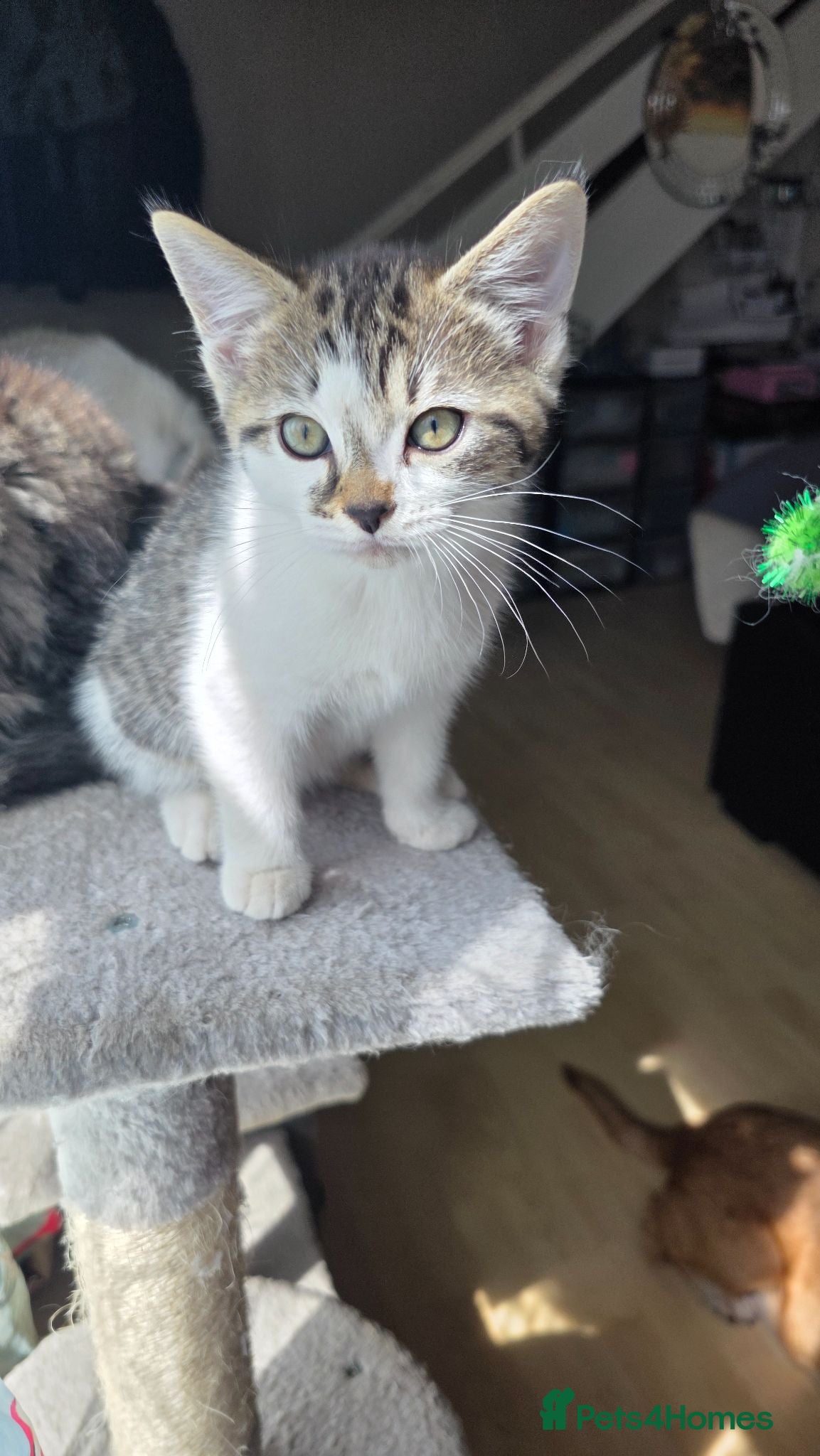 Ragdoll cats Ragdoll mix  ready for their new homes - Advert 10