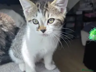 Ragdoll cats Ragdoll mix ready for their new homes - Advert 10