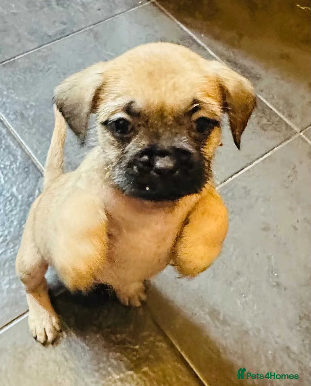 Mixed Breed dogs for sale: Cute puppies  - Advert 1