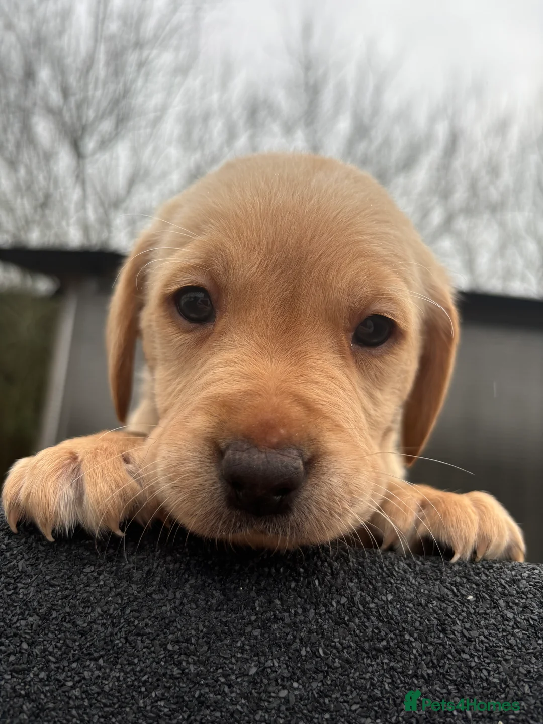 Labrador Retriever dogs for sale: Lovely litter of KC registered working labradors - Advert 5