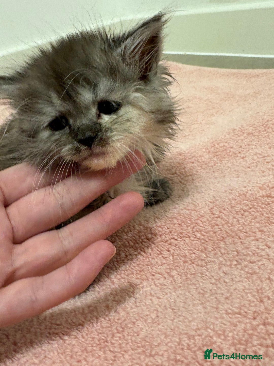 Munchkin cats for sale: Munchkin kittens  - Advert 7