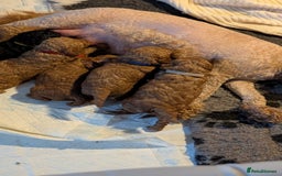 Cavapoo dogs for sale: Beautiful Cavapoo X toy poodle puppies  - Image 2