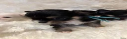 Chihuahua dogs for sale: 🐾 TINY KC registered Chihuahua puppies 🐾 - Advert 6