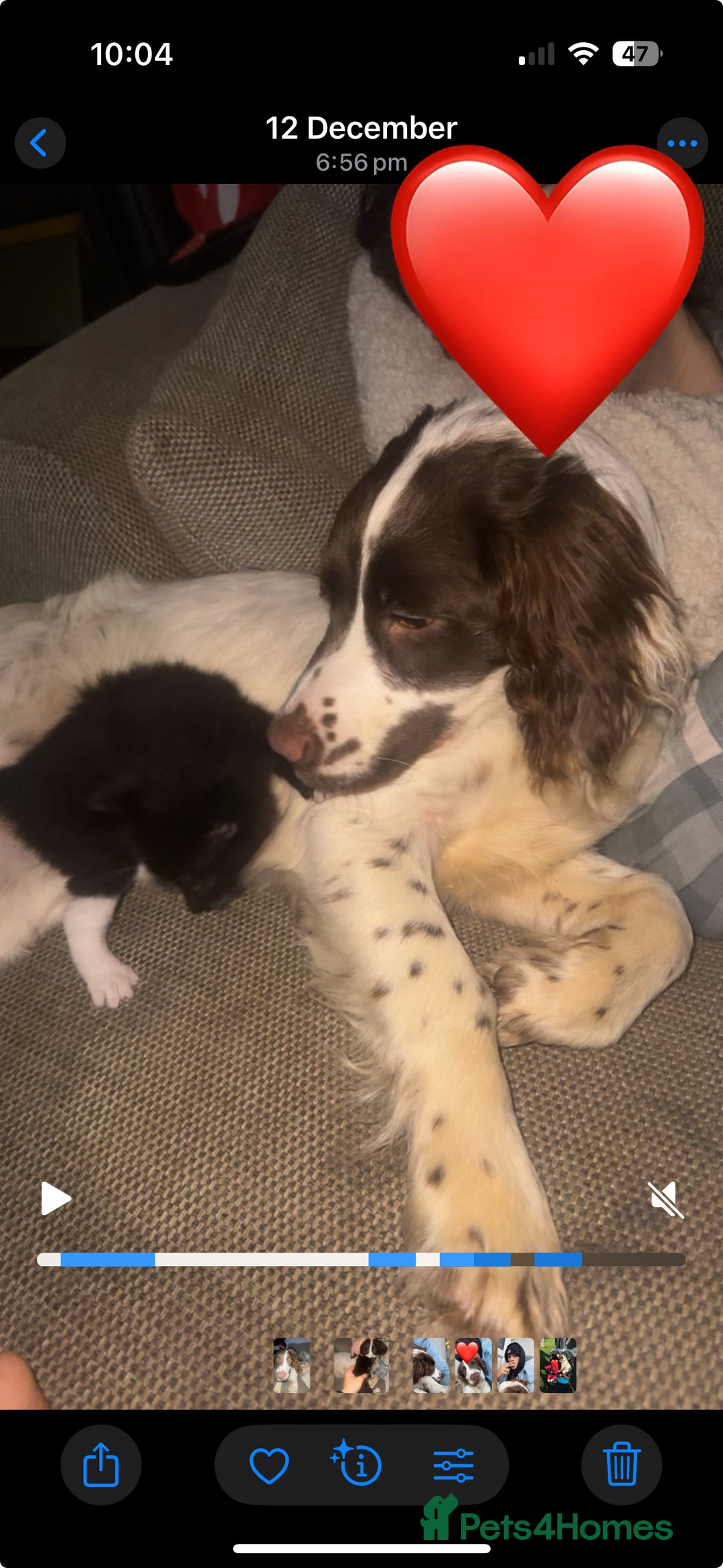 English Springer Spaniel dogs for sale: Rolo the spring spaniel  - Advert 3