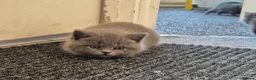 British Shorthair cats for sale: Adorable british short hair kittens - Advert 4