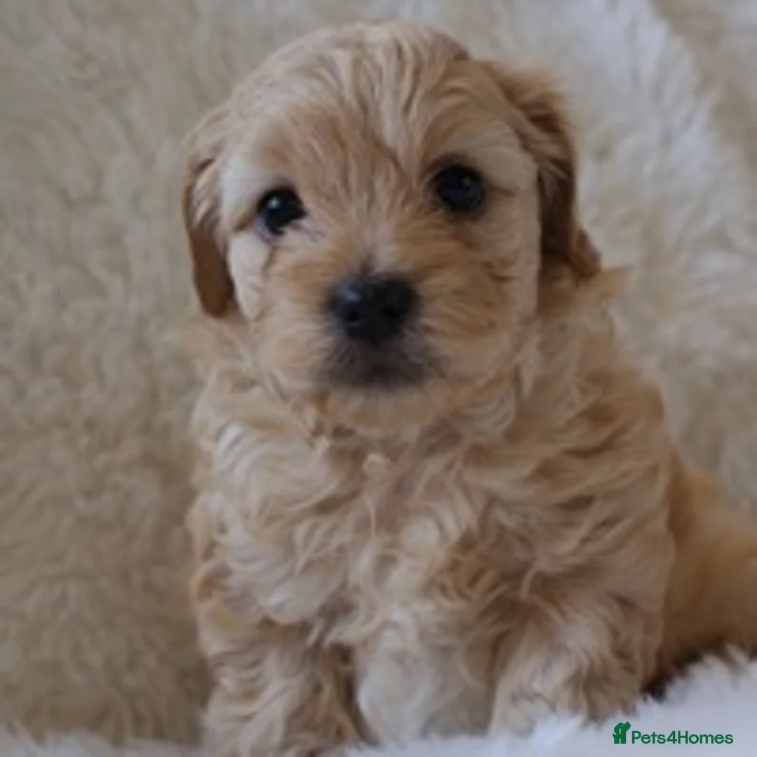 Maltipoo dogs for stud: Maltipoo Stud in Trowbridge - Advert 15