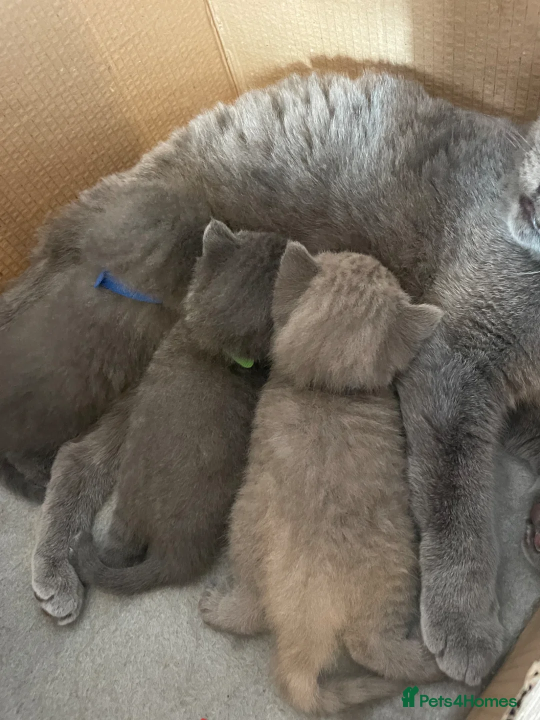 Scottish Fold cats for sale: Adorable Scottish Fold Kittens looking 🩶homes in Boston - Advert 3