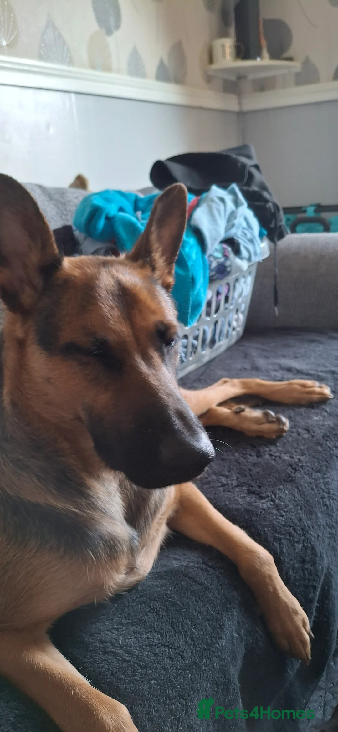 German Shepherd dogs for sale: German shepherd mallinois cross - Advert 1