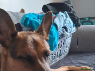 German Shepherd dogs German shepherd mallinois cross - Advert 6