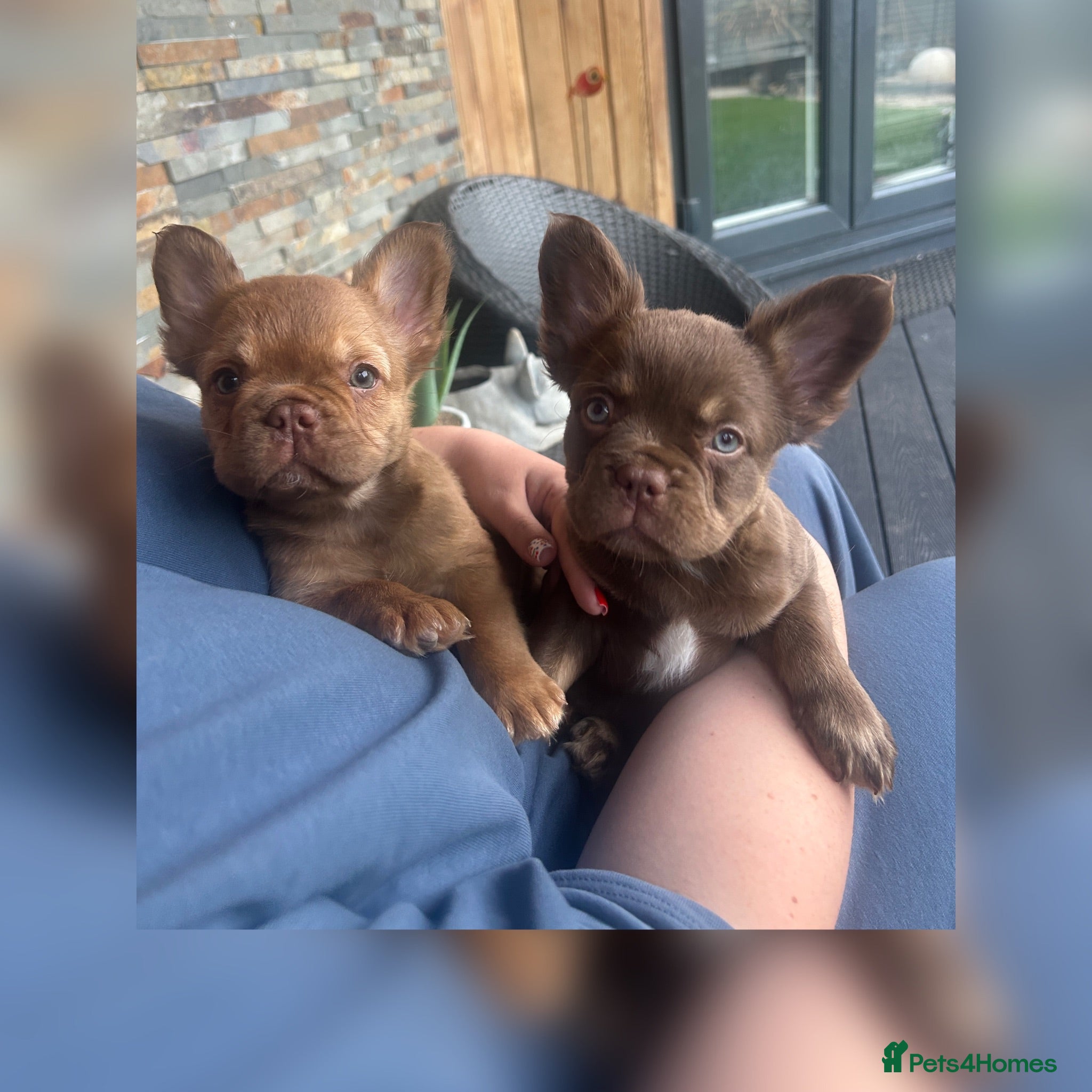 French Bulldog dogs Fluffy Frenchies 2 girls ready - Advert 1