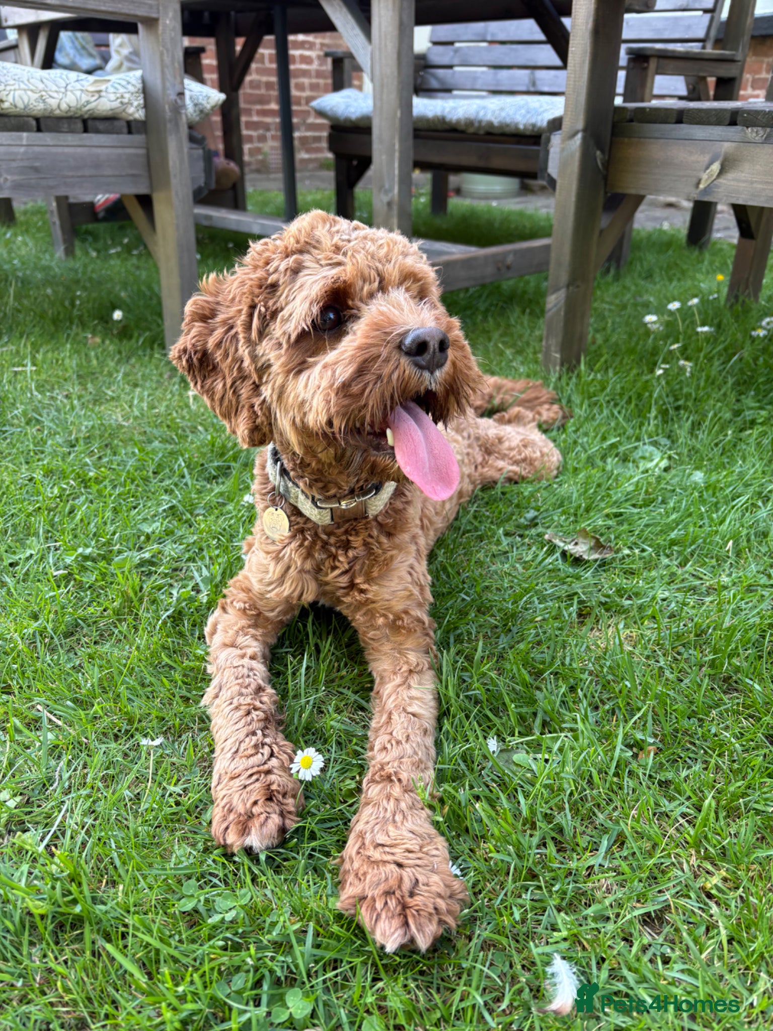 Cavapoo dogs Beautiful Cavapoo – Looking for a Loving Home - Advert 1