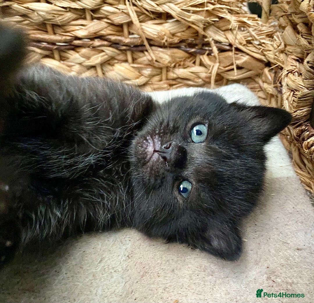 British Shorthair cats for sale: British shorthair black cross kittens  - Advert 4