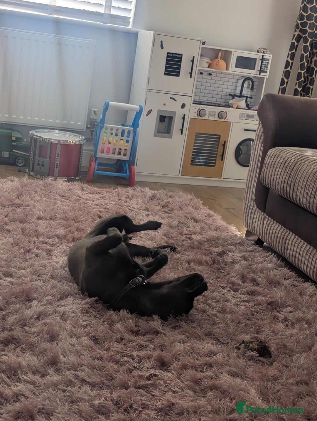 Mixed Breed dogs for sale: 10 month staffy cross with chihuahua  - Image 11