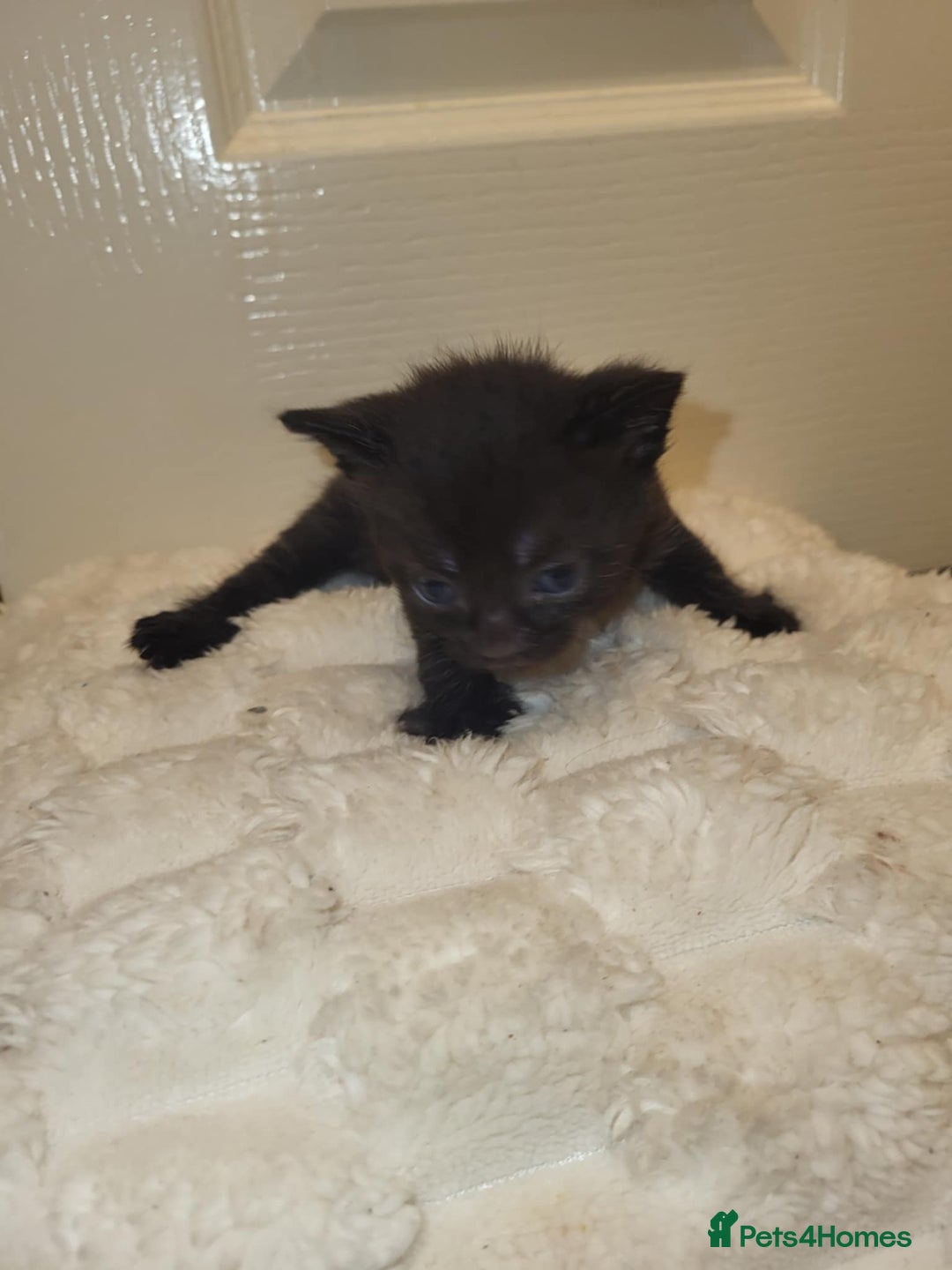 Domestic Shorthair cats for sale: Domestic short haired kittens  - Advert 6