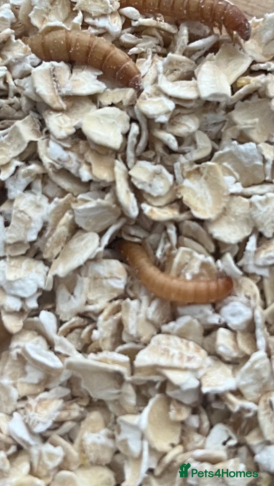 Beetles invertebrates Breeding / livefood mealworms for sale  - Advert 1