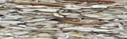 Beetles invertebrates for sale: Breeding / livefood mealworms for sale  in West Malling - Advert 1