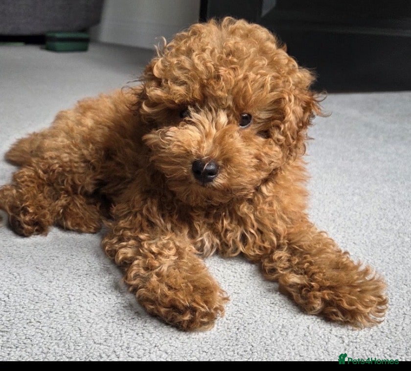 Toy Poodle dogs for sale: HIGH QUALITY RED KC REGISTERED TOY POODLEs - Advert 1