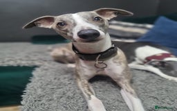 Whippet dogs for stud: KC register stunning boy available for stud in Derby - Image 6