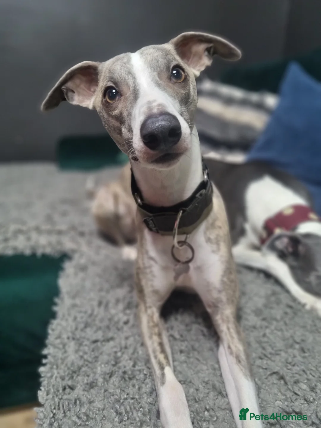 Whippet dogs for stud: KC register stunning boy available for stud in Derby - Advert 6