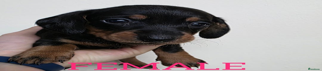 Dachshund Puppy 3