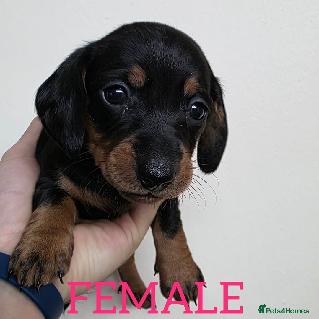 Dachshund dogs for sale: Miniature dachshunds  - Image 3