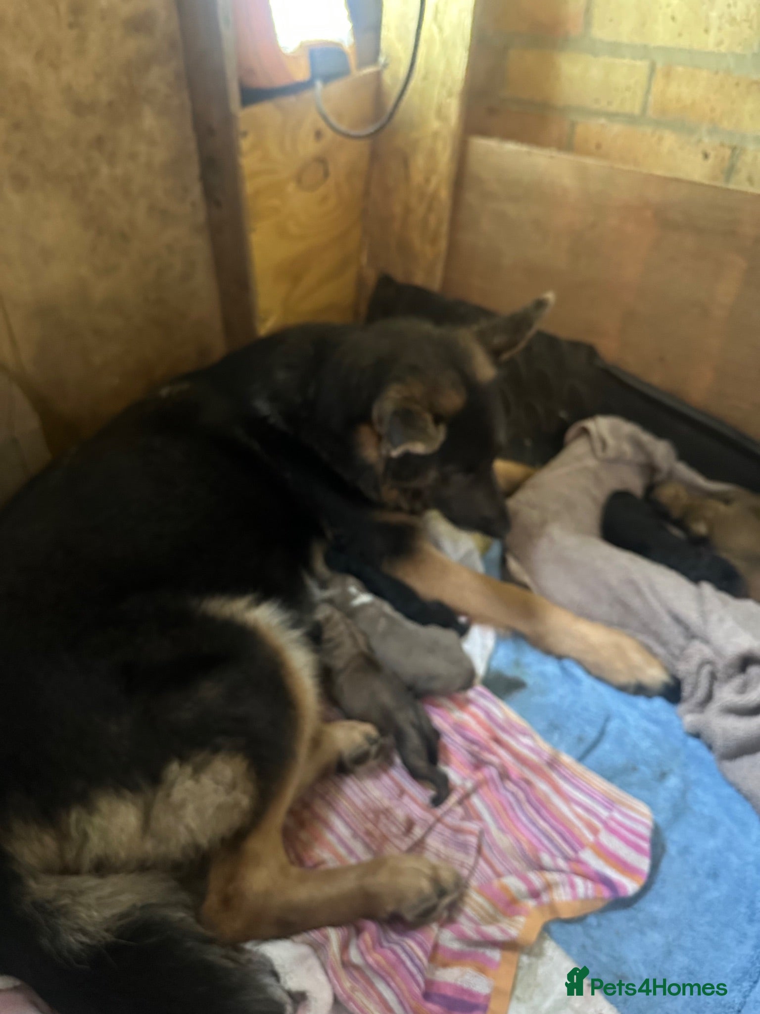 Mixed Breed dogs Lurcher puppies GSD x saluki ready now  - Advert 2