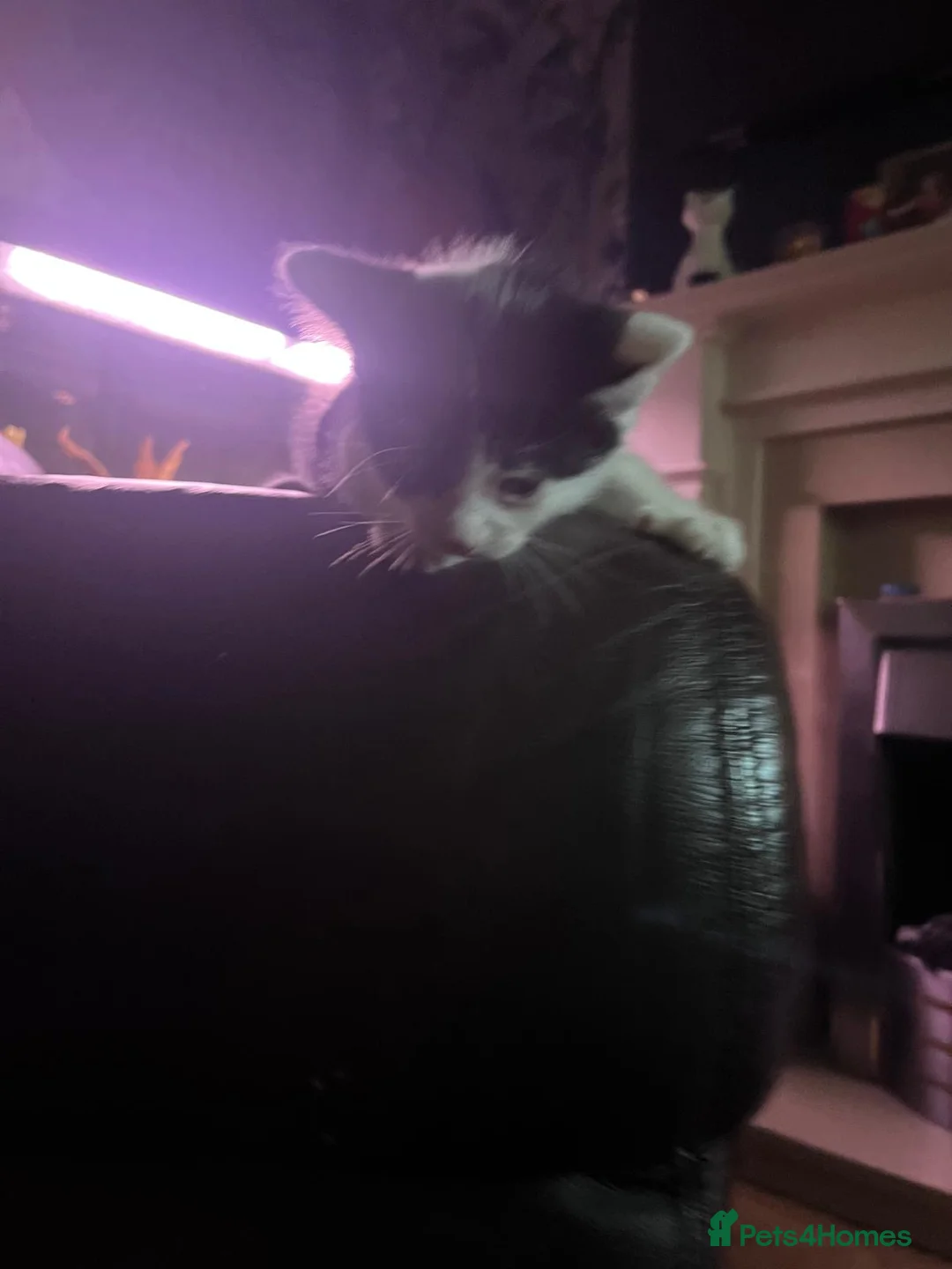 Mixed Breed cats for sale: Gorgeous Kittens for sale  - Advert 10