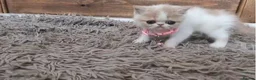 Persian cats for sale: 🐾 Beautiful Persian Kittens 🐾 - Advert 10
