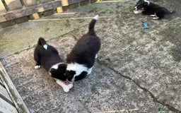 Border Collie dogs for sale: Border Collie puppies  - Image 20