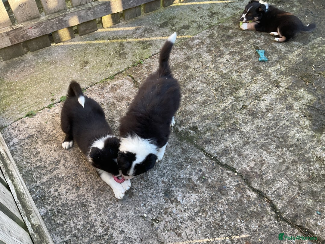 Border Collie dogs for sale: Border Collie puppies  - Image 20