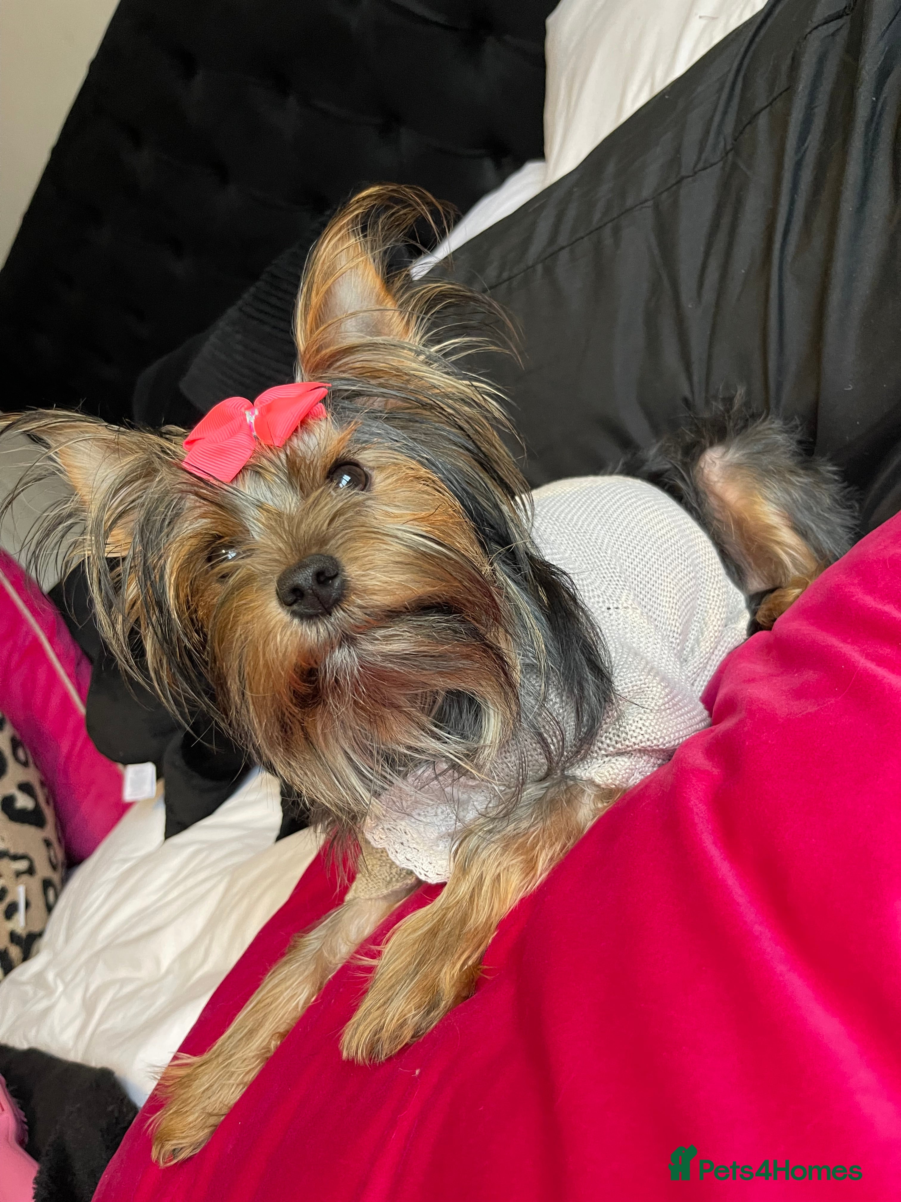 Yorkshire Terrier dogs Yorkshire terriers biewer  - Advert 11