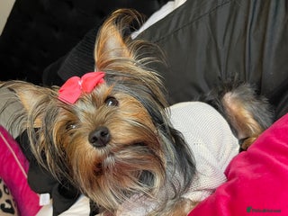 Yorkshire Terrier dogs Yorkshire terriers biewer - Advert 11