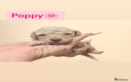 Miniature Poodle dogs for sale: Miniature Pedigree Poodles  - Advert 7