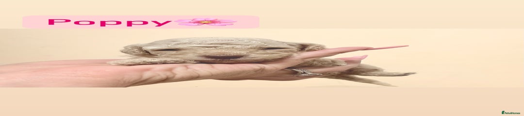 Miniature Poodle Petals