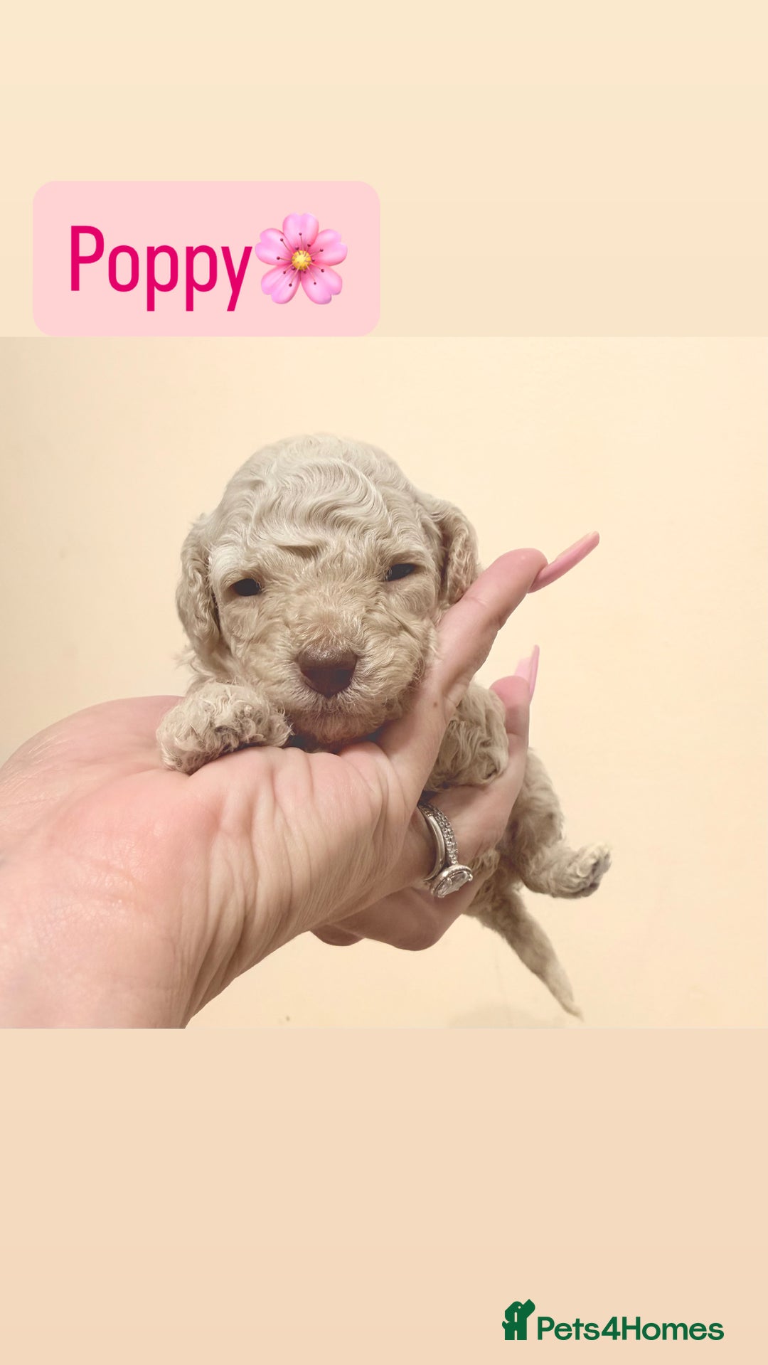 Miniature Poodle dogs for sale: Miniature Pedigree Poodles  - Advert 7