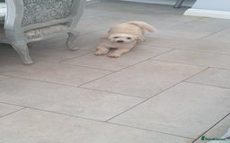 Shihpoo dogs for sale: George- 1 year old poodle shih tzu cross - Advert 5