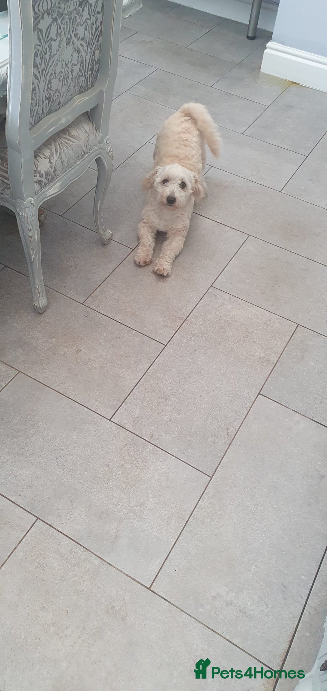 Shihpoo dogs for sale: George- 1 year old poodle shih tzu cross - Advert 5