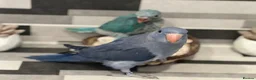 Ringnecks birds for sale:     Super Tame Hand Reared Babies £50 off today !  - Advert 13