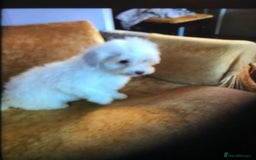 Cavapoo dogs for sale: Cavapoo puppy’s  - Image 2