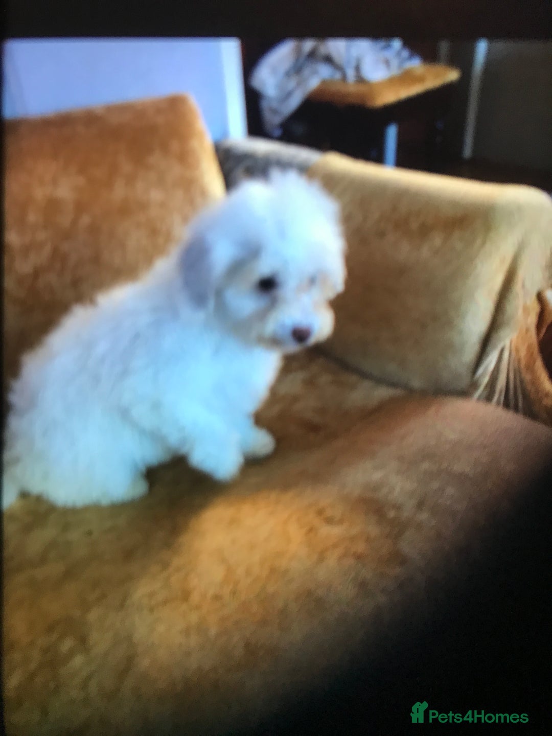 Cavapoo dogs for sale: Cavapoo puppy’s  - Image 2