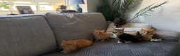 Maine Coon cats for sale: Beautiful half Maine coon kittens available.  in Bristol - Advert 11
