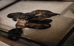 German Shepherd dogs for sale: German shepherd female only - Advert 4