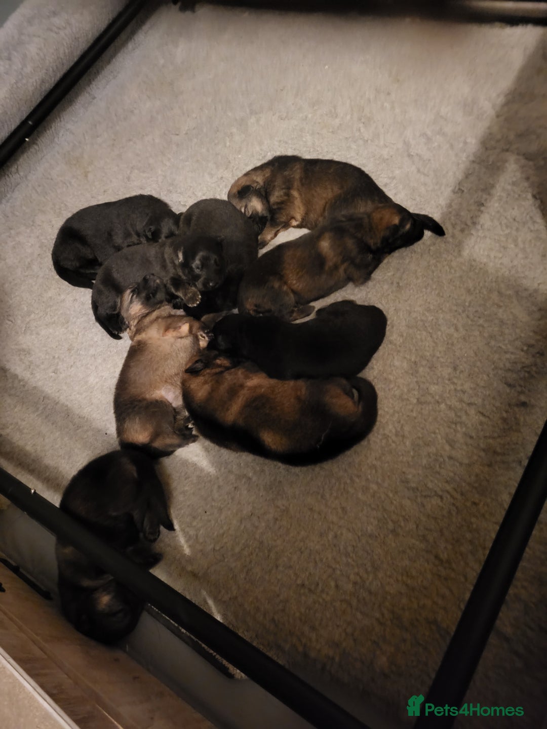 German Shepherd dogs for sale: German shepherd female only - Advert 4