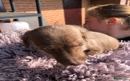 Mixed Breed dogs for sale: BEDDIPOO pups 1/2 bedlington 1/2 poodle  - Image 2