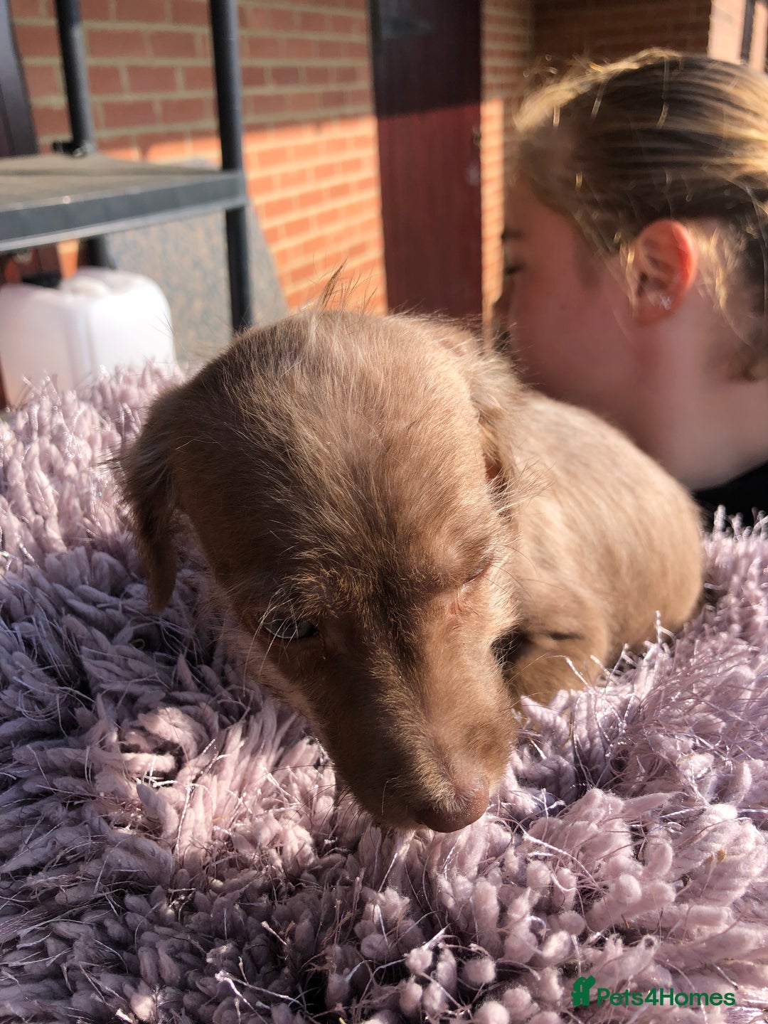 Mixed Breed dogs for sale: BEDDIPOO pups 1/2 bedlington 1/2 poodle  - Image 2